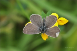 <p>MODRÁSEK LESNÍ - samička (Cyaniris semiargus) Slovensko - Belianské Tatry ----- /Mazarine blue - Rotklee-Bläuling/</p>